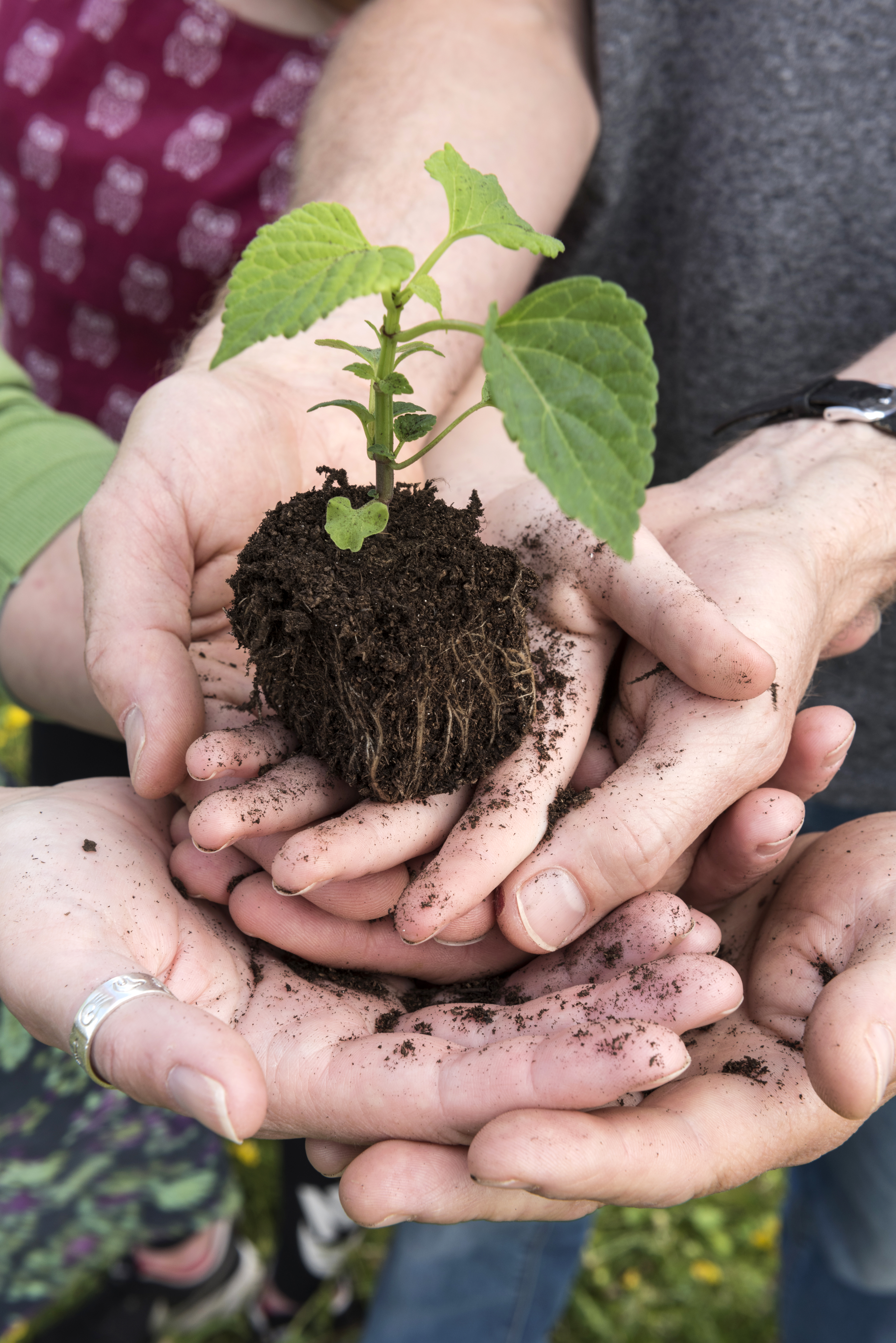 People holding seedling