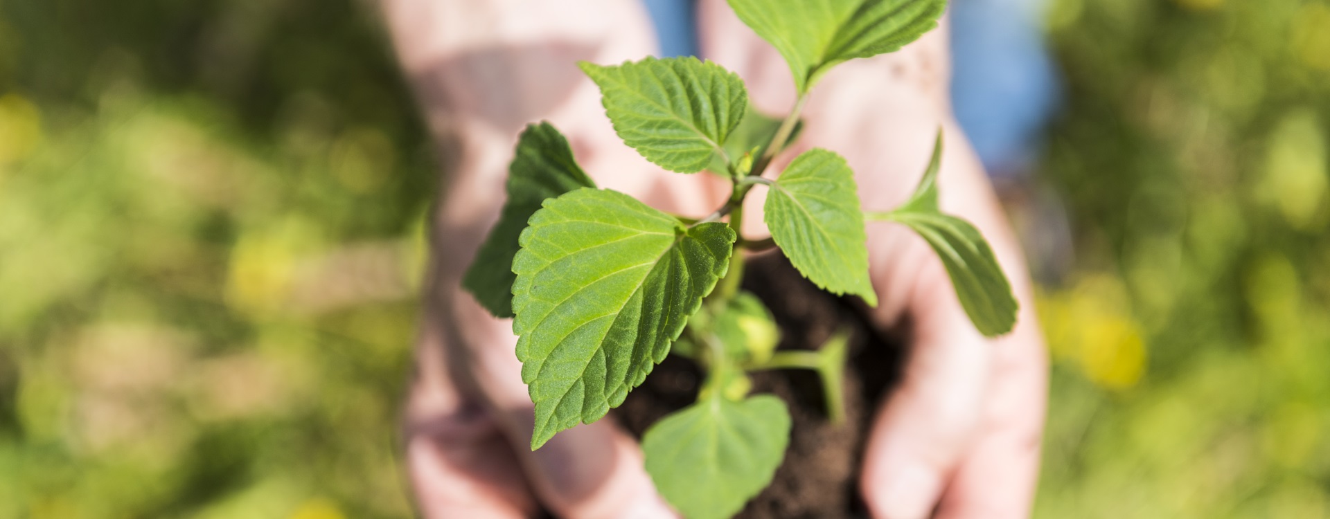 Plant