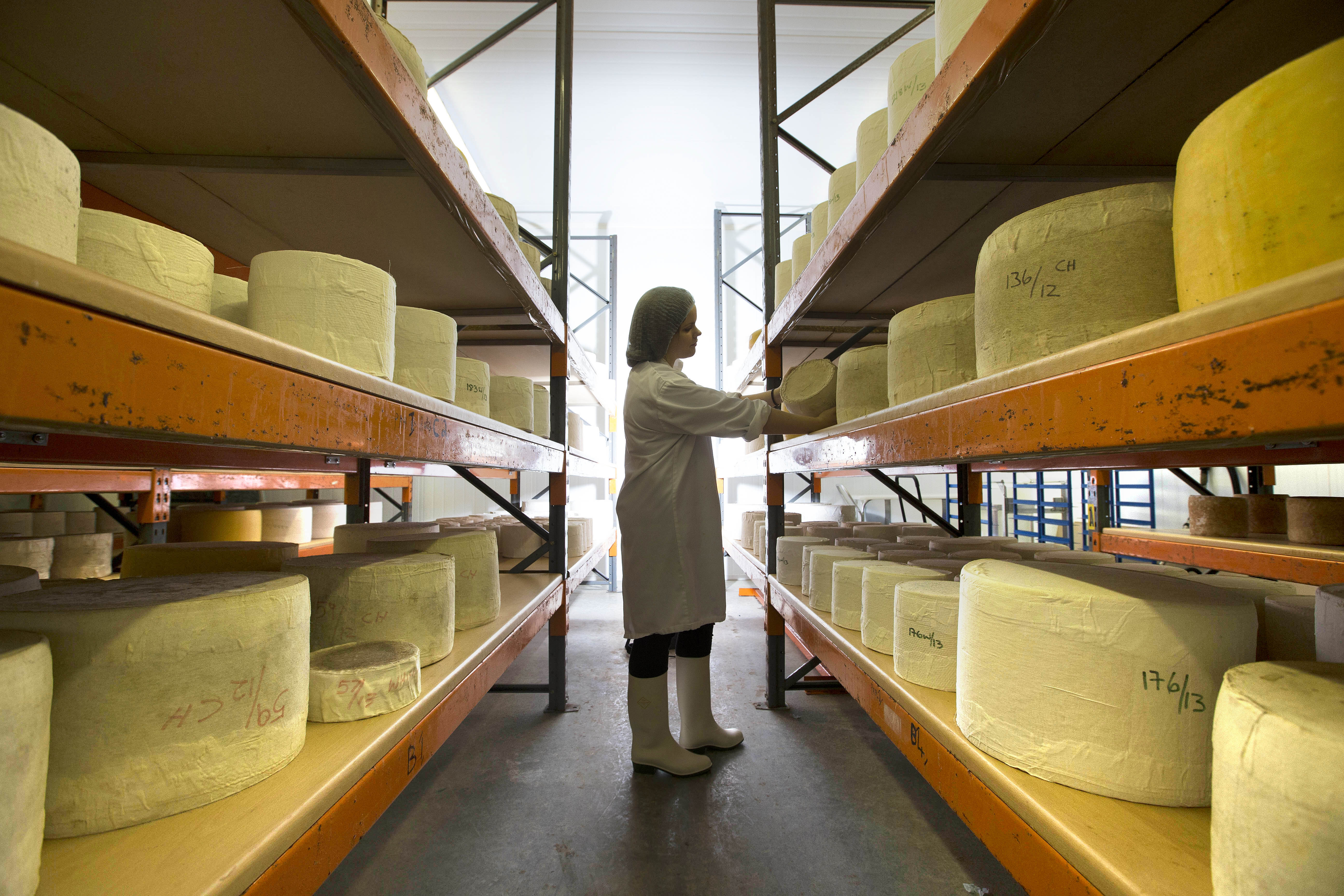 Employee standing amongst shelves of cheese at Connage Highland Dairy