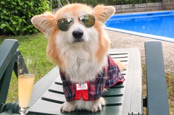Small dog wearing sunglasses and coat
