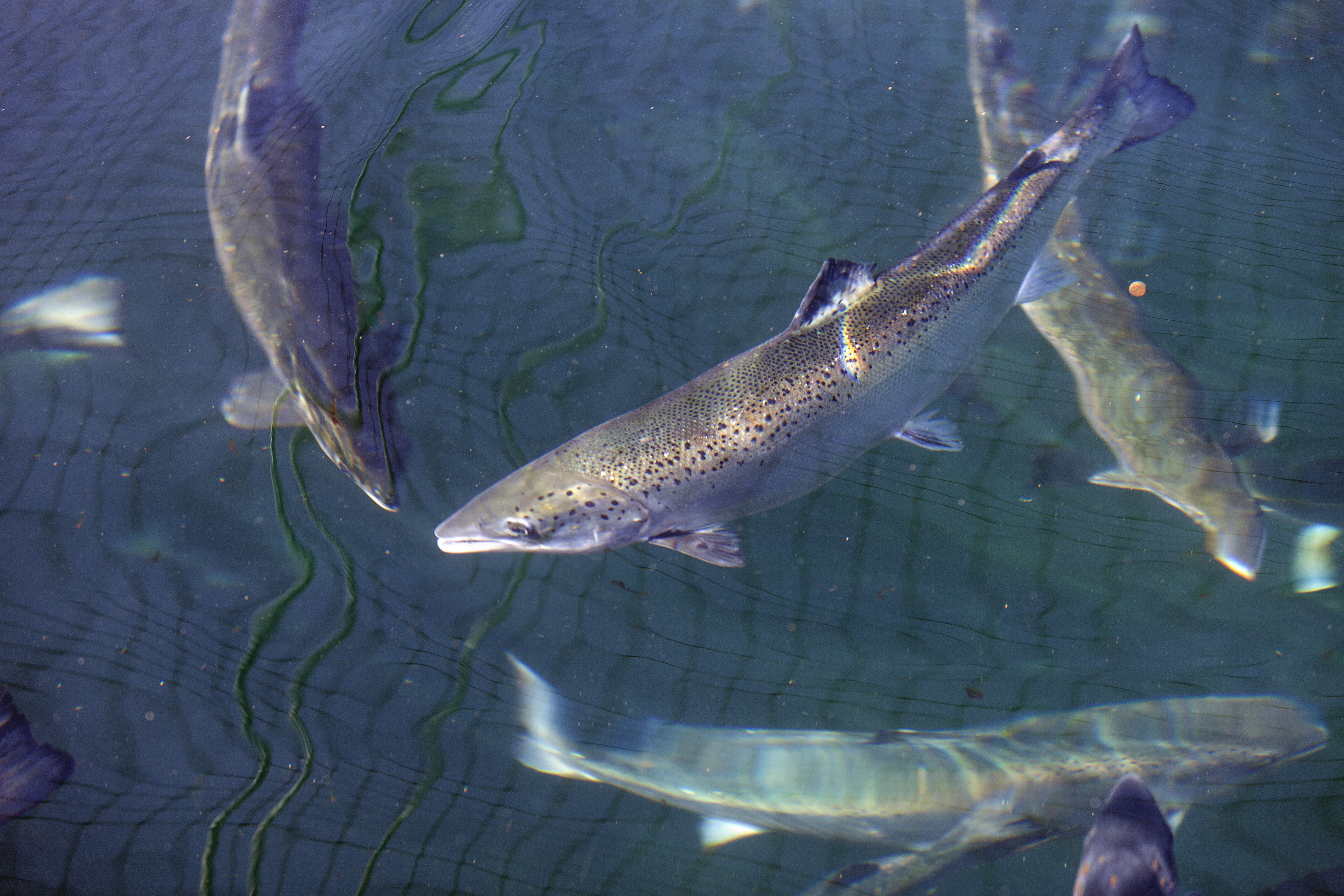fish swimming in large tank