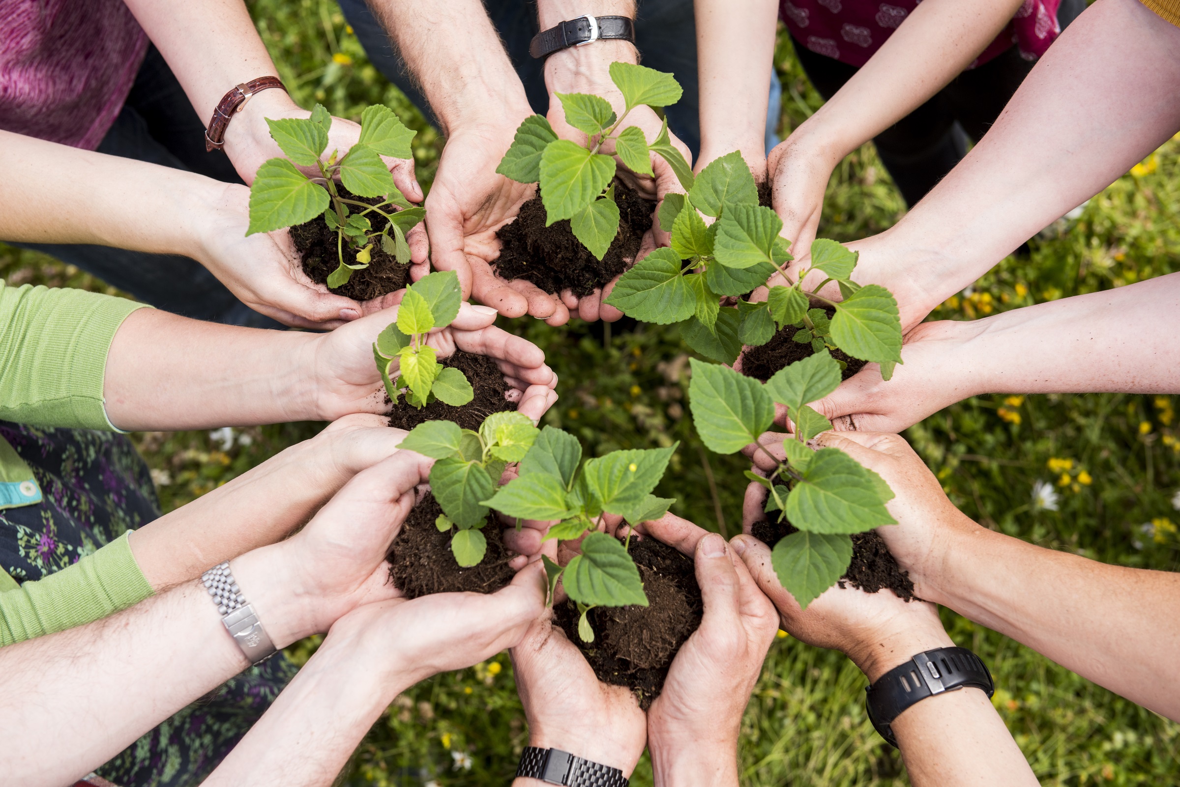 People holding plants