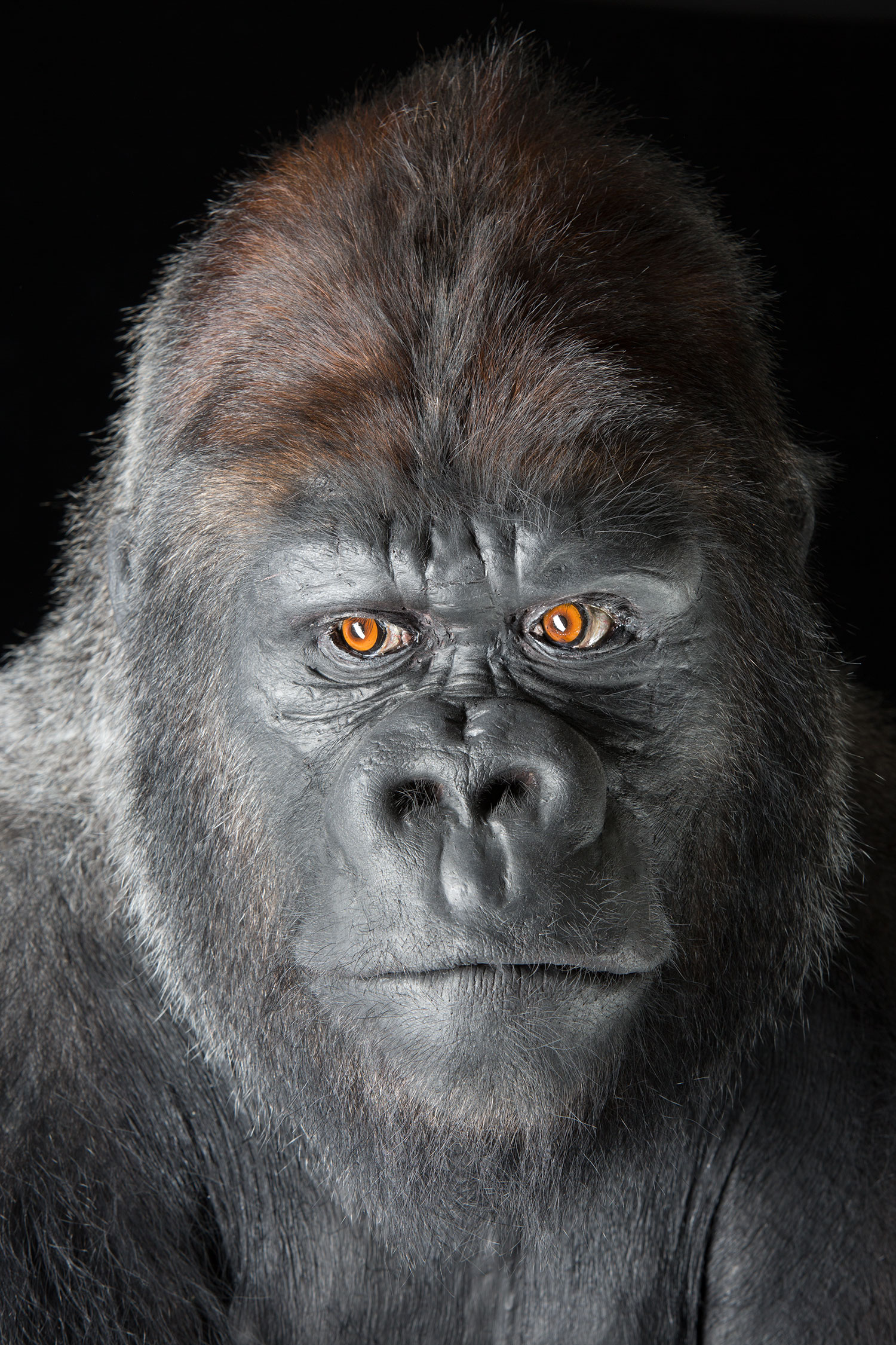 gorilla.jpg